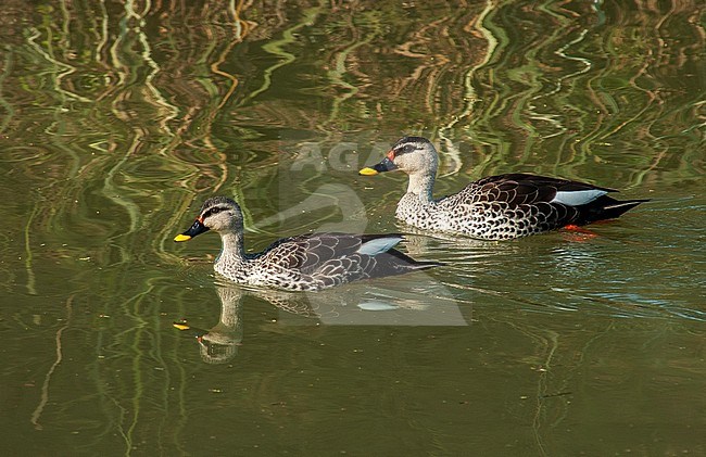 Pair of Indian Spot-billed Ducks (Anas poecilorhyncha) swimming in a freshwater lake. stock-image by Agami/Marc Guyt,