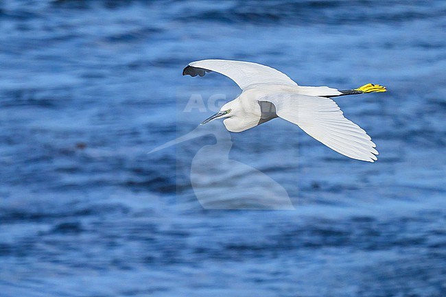 Little Egret (Egretta garzetta) flying, with the sea as background. stock-image by Agami/Sylvain Reyt,