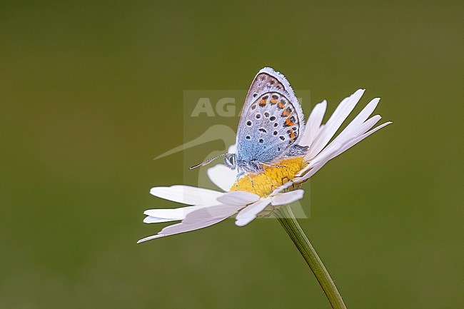 Side view of a Silver-studded Blue stock-image by Agami/Onno Wildschut,