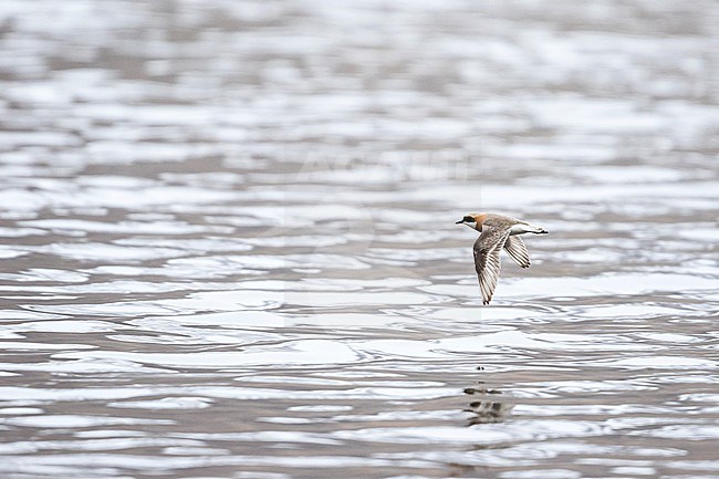 Adult male Lesser Sand Plover (Charadrius mongolus pamirensis) in flight over mudflat of lake in Tajikistan. stock-image by Agami/Ralph Martin,