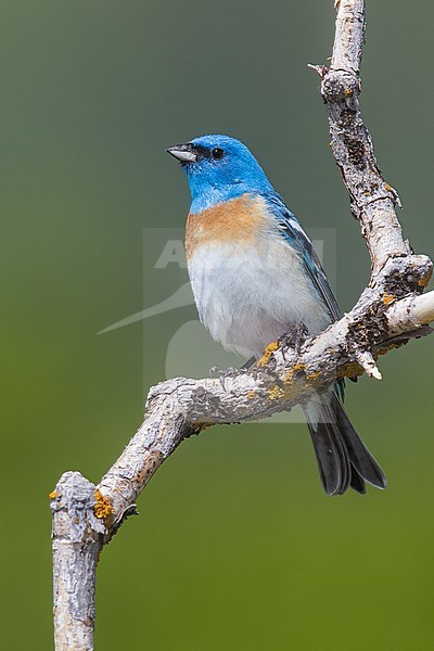 Adult male
Weber Co., UT
June 2013 stock-image by Agami/Brian E Small,