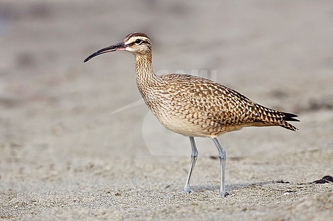 Juveniele Amerikaanse Regenwulp, Juvenile Hudsonian Curlew stock-image by Agami/Glenn Bartley,