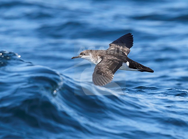 Manx Shearwater Ireland (Puffinus puffinus) stock-image by Agami/Tomi Muukkonen,