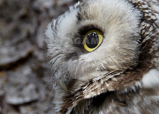 Ruigpootuil; Boreal Owl stock-image by Agami/Markus Varesvuo,