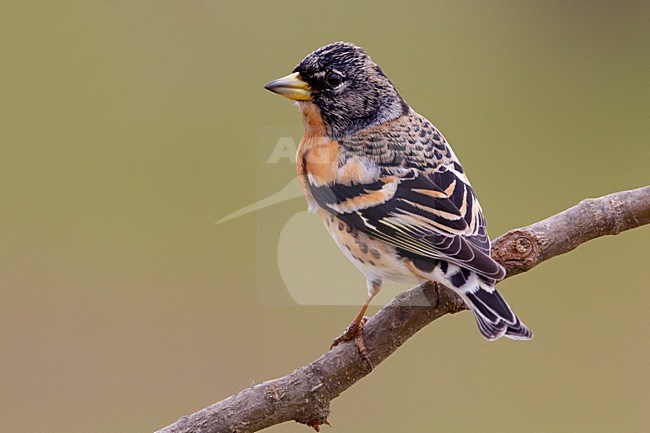 Mannetje Keep; Male Brambling stock-image by Agami/Daniele Occhiato,