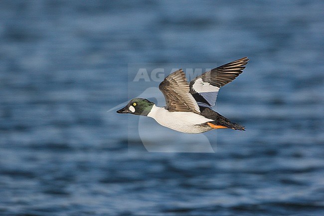 Common Goldeneye (Bucephala clangula) swimming in a lagoon in Victoria, BC, Canada. stock-image by Agami/Glenn Bartley,