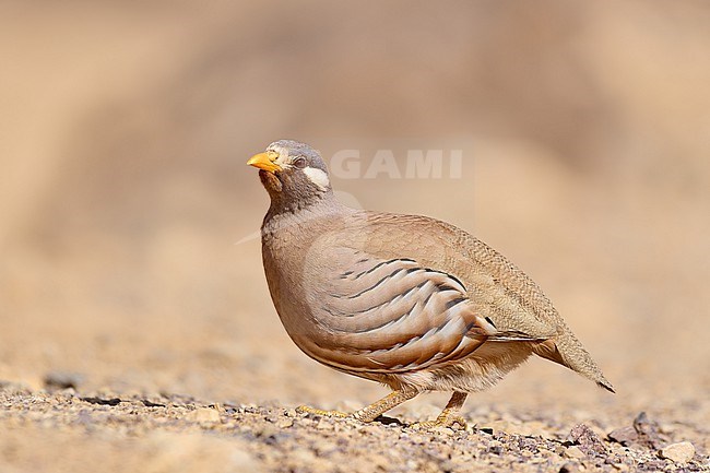 Sand Partridge (Ammoperdix heyi), male in the desert, Israel stock-image by Agami/Tomas Grim,