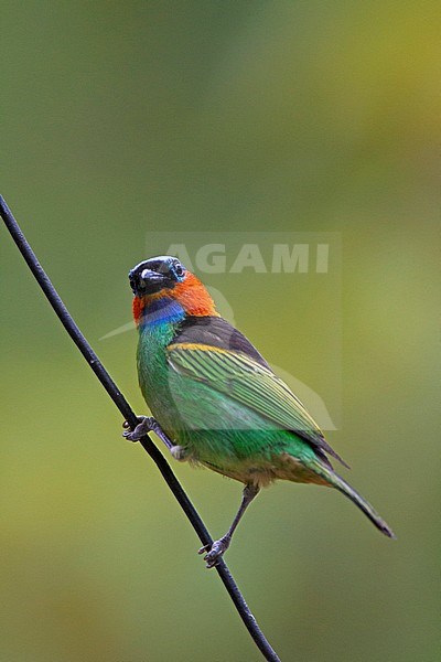 Male Red-necked Tanager (Tangara cyanocephala) perched on a branch in Brazil stock-image by Agami/Harvey van Diek,