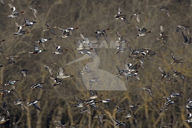 Eurasian Wigeon a group in flight, Smient groep vliegend stock-image by Agami/Daniele Occhiato,