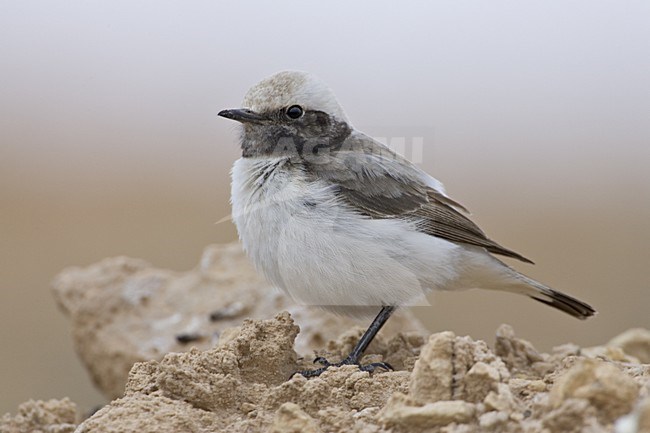 Mannetje Westelijke Rouwtapuit; Male Western Mourning Wheatear stock-image by Agami/Daniele Occhiato,