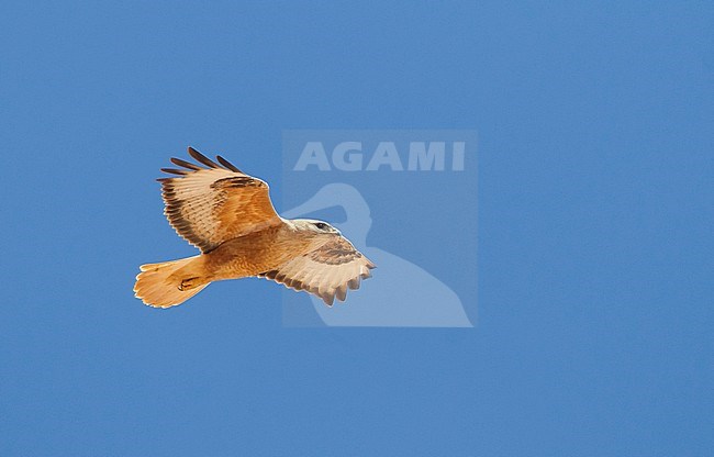 Atlas Long-legged Buzzard (Buteo rufinus ssp. cirtensis), Morocco, adult stock-image by Agami/Ralph Martin,