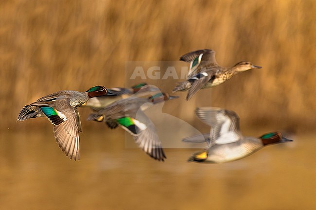 Eurasian Teal (Anas crecca) in Italy. stock-image by Agami/Daniele Occhiato,