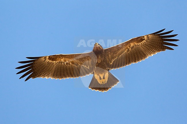 Juveniele Schreeuwarend in de vlucht; Juvenile Lesser Spotted Eagle in flight stock-image by Agami/Daniele Occhiato,