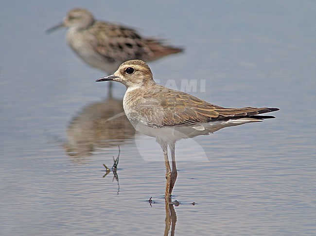 Overwinterende Steppeplevier in Australie; Wintering Oriental Plover (Charadrius veredus) in Australia. About 90% of the Oriental Plovers that make the long journey south overwinter in Australia and it has been estimated that there may be 160,000 individuals of this species. stock-image by Agami/Pete Morris,