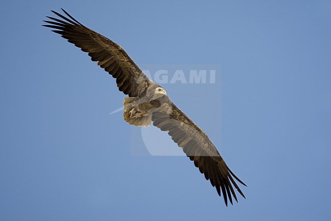 Onvolwassen Aasgier in vlucht; Immature Egyptian Vulture in flight stock-image by Agami/Daniele Occhiato,