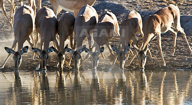 Impala groep drinkend Namibie, Black-faced Impala group drinking Namibia stock-image by Agami/Wil Leurs,