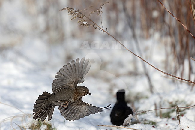 Adutl female Common Blackbird (Turdus merula) in flight over snow at Rudersdal, Denmark stock-image by Agami/Helge Sorensen,