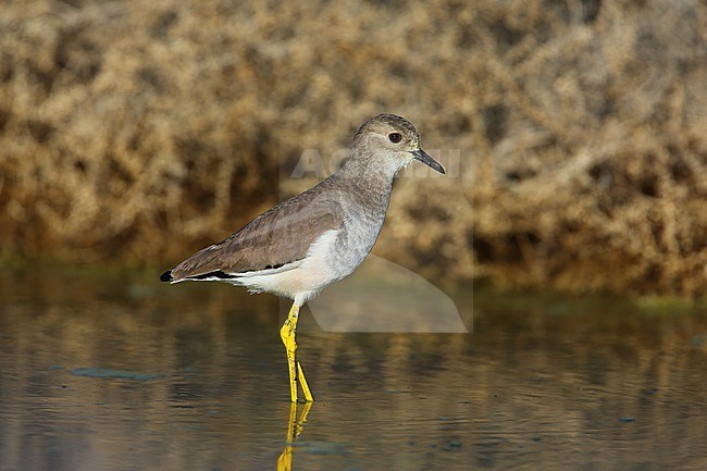 White-tailed Lapwing  08/11/2015 at Sur - Oman stock-image by Agami/Aurélien Audevard,