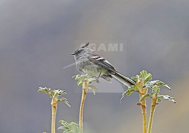 Ash-breasted Tit-Tyrant (Anairetes alpinus), an endangered species from Bolivia and Peru and is threatened by habitat loss. stock-image by Agami/Pete Morris,