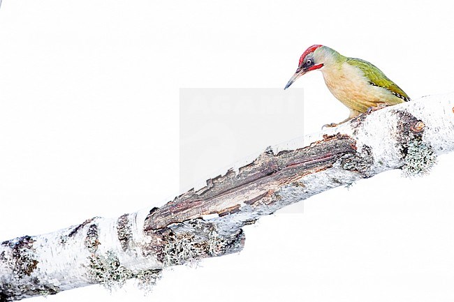 Iberian Green Woodpecker (Picus sharpei) in Leon, Spain. Sitting on a fallen birch tree in a snow covered surrounding. stock-image by Agami/Oscar Díez,