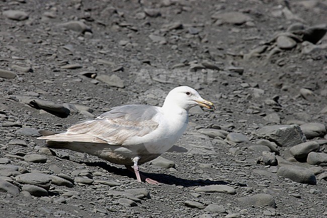 Subadult Glaucous-winged Gull (Larus glaucescens) summering in Alaska, United States. Standing on bank of pebbles along the coast. stock-image by Agami/Pete Morris,