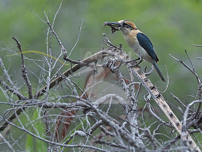 Niau Kingfisher (Todiramphus gertrudae) in French Polynesia. stock-image by Agami/James Eaton,