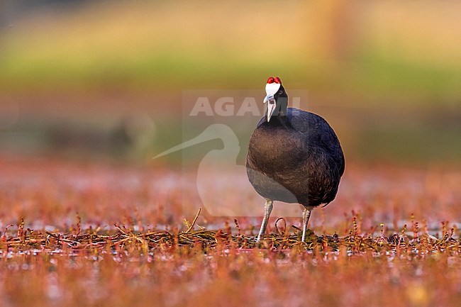 Crested Coot sitting on shore, Dayat Aoua Lake, Immousert, Morocco. May 2012. stock-image by Agami/Vincent Legrand,