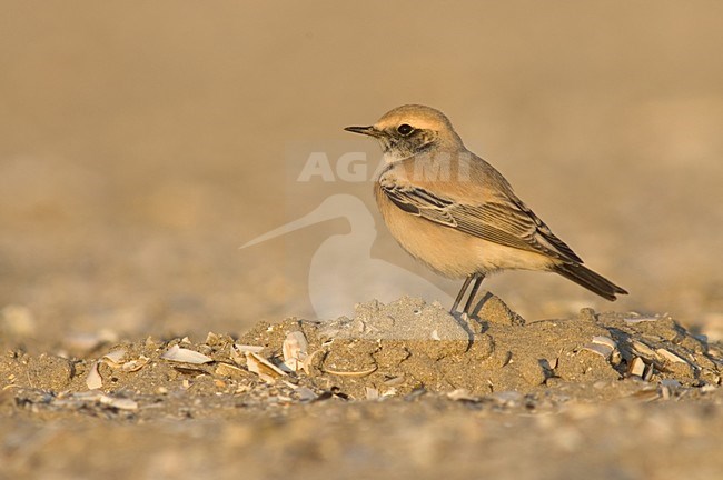 Desert Wheatear on beach of IJmuiden, Netherlands ; Woestijntapuit op het strand van IJmuiden stock-image by Agami/Marc Guyt,