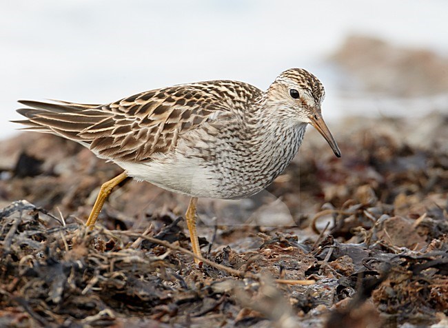 Voedsel zoekende Gestreepte strandloper, Foraging Pectoral Sandpiper stock-image by Agami/Markus Varesvuo,