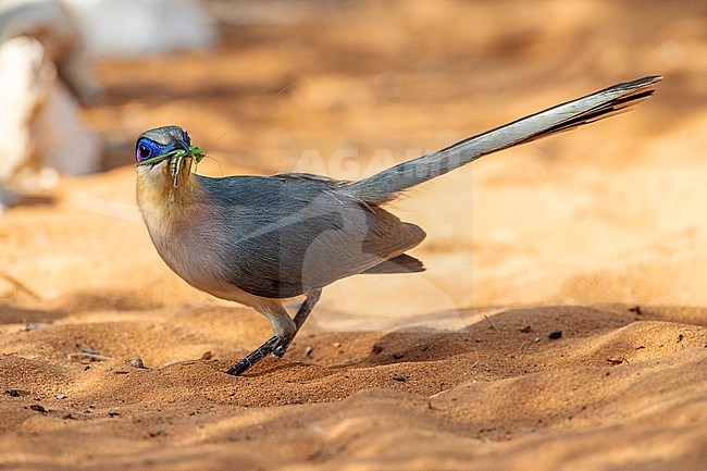 Running Coua (Coua cursor), an endemic species from the semiarid lowland forests of southwest Madagascar. stock-image by Agami/Marc Guyt,