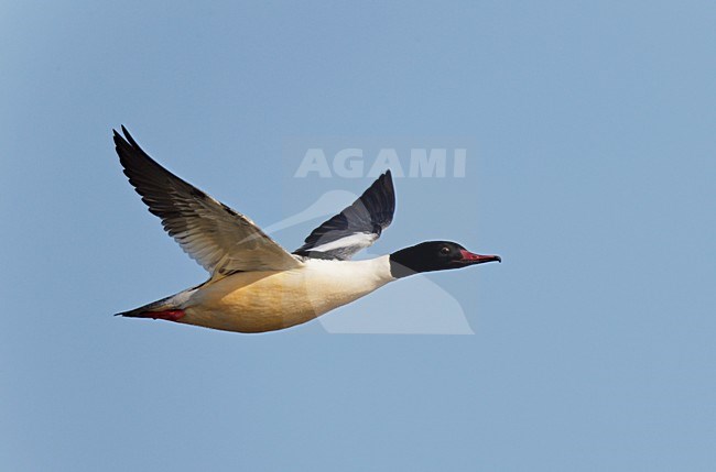 Vliegend, trekkend mannetje Grote Zaagbek. Flying, migrating male Goosander. stock-image by Agami/Ran Schols,