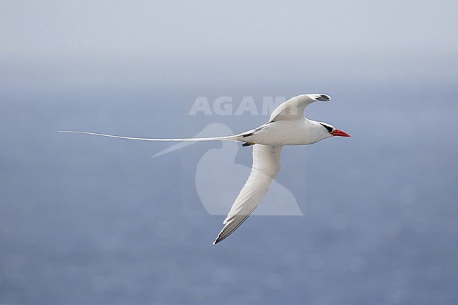 Red-billed tropicbird (Phaethon aethereus) in flight over the ocean in the Caribbean. stock-image by Agami/Pete Morris,