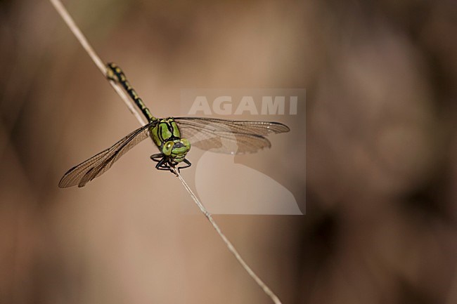 Imago Gaffellibel; Adult Green Snaketail; Adult Green Clubtail stock-image by Agami/Fazal Sardar,