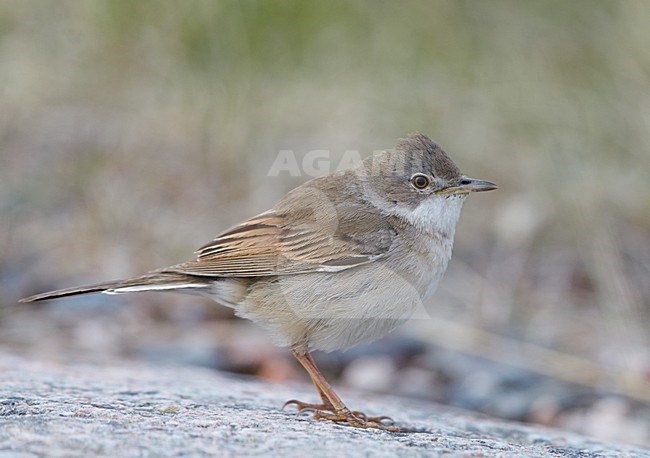 Mannetje Grasmus; Male Common Whitethroat stock-image by Agami/Markus Varesvuo,