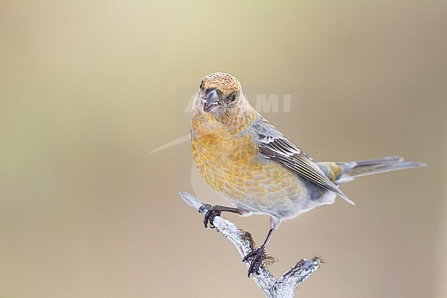 Pine Grosbeak - Hakengimpel - Pinicola enucleator, Finland stock-image by Agami/Ralph Martin,