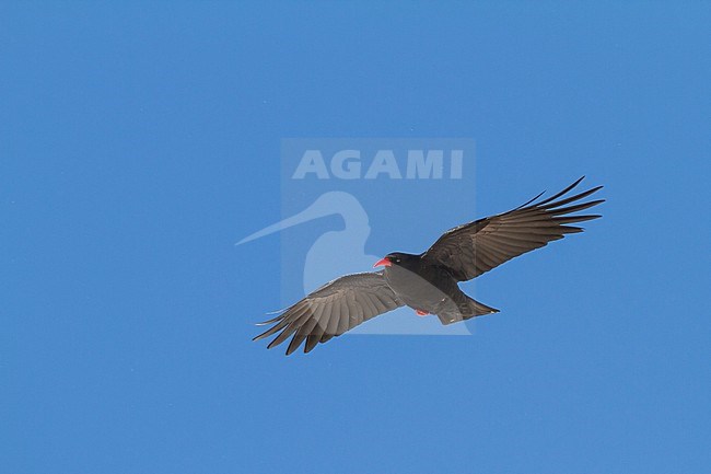 Red-billed Chough (Pyrrhocorax parrhocorax ssp. barbarus), Morocco, adult in flight stock-image by Agami/Ralph Martin,