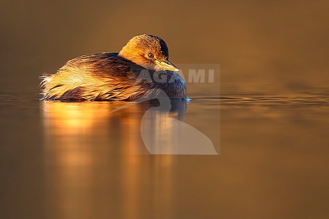 Little Grebe (Tachybaptus ruficollis) in Italy. Swimming on a lake. stock-image by Agami/Daniele Occhiato,