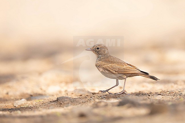 Bar-tailed Lark (Ammomanes cinctura) walking on the sand, with a orange yellow background, in Santiago, Cape Verde. stock-image by Agami/Sylvain Reyt,
