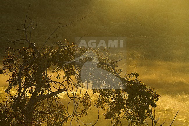 Boom staat in mistige duinen bij zonsopkomst; Tree standing in misty dunes at sunrise stock-image by Agami/Menno van Duijn,