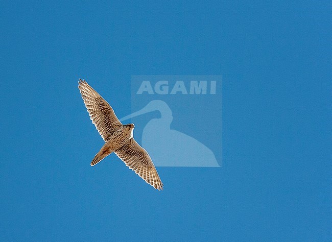 Saker Falcon (Falco cherrug) in Mongolia. Flying overhead, seem from below. stock-image by Agami/Jari Peltomäki,