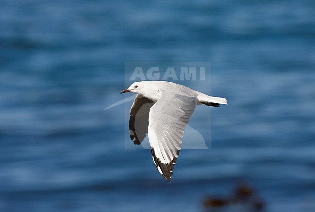 Volwassen Hartlaubs Meeuw; AdultHartlaub\'s Gull stock-image by Agami/Marc Guyt,