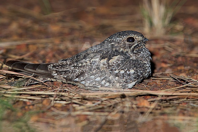 Lesser Nighthawk  (Chordeiles acutipennis) Resting on a ground in Guyana stock-image by Agami/Dubi Shapiro,