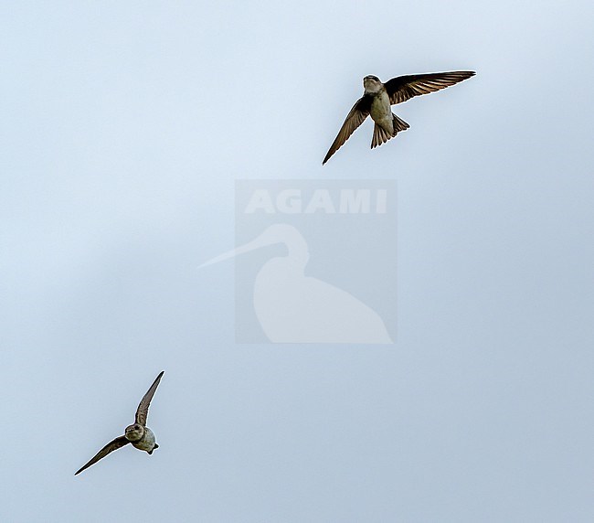 Flying Pale Martin (Riparia diluta) during spring in Mongolia. stock-image by Agami/Dani Lopez-Velasco,