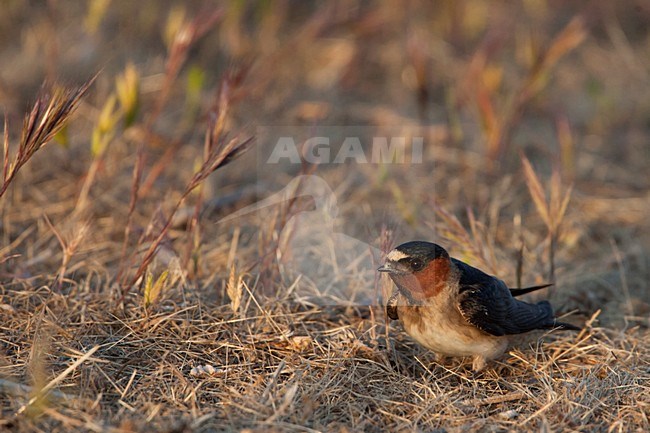 Amerikaanse Klifzwaluw verzameld nestmateriaal; Cliff Swallow collecting nesting material stock-image by Agami/Martijn Verdoes,