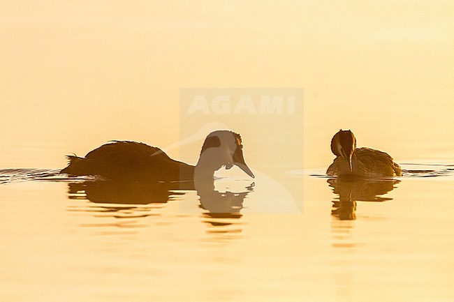 Fuut, Great Crested Grebe, Podiceps cristatus pair in territorial fight at sunrise in the mist stock-image by Agami/Menno van Duijn,