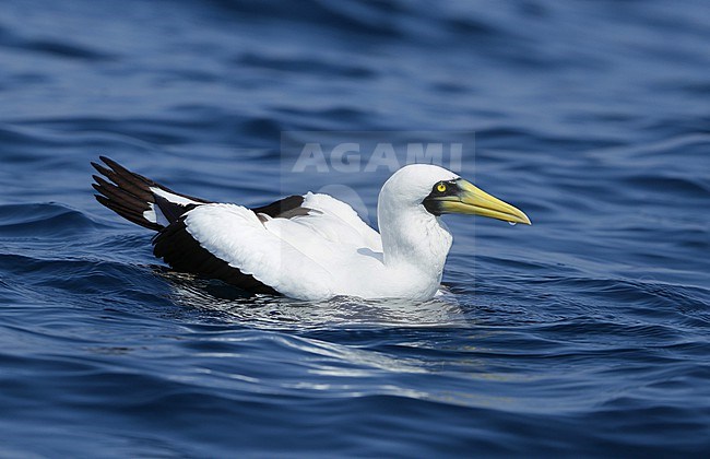 Masked Booby, Sula dactylatra, off the coast of Oman. Swimming at sea. stock-image by Agami/Aurélien Audevard,
