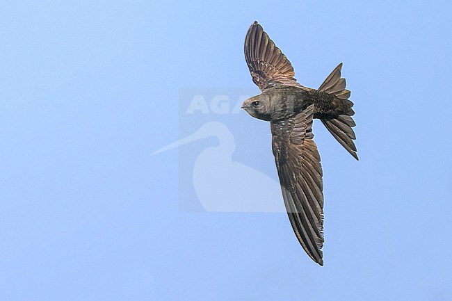 Adult Common Swift (Apus apus) in flight in France. stock-image by Agami/Sylvain Reyt,