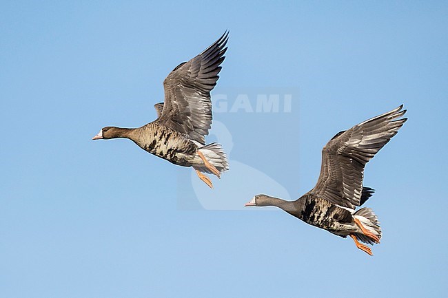 Adults
Colusa Co., CA
December 2012 stock-image by Agami/Brian E Small,