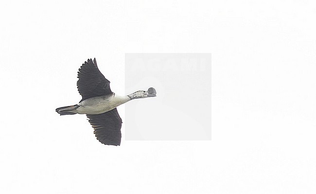 Knob-billed Duck (Sarkidiornis melanotos) in flight over Zambezi River near Victoria Falls (Zimbabwe side), Matabeleland North, Zimbabwe. stock-image by Agami/Ian Davies,
