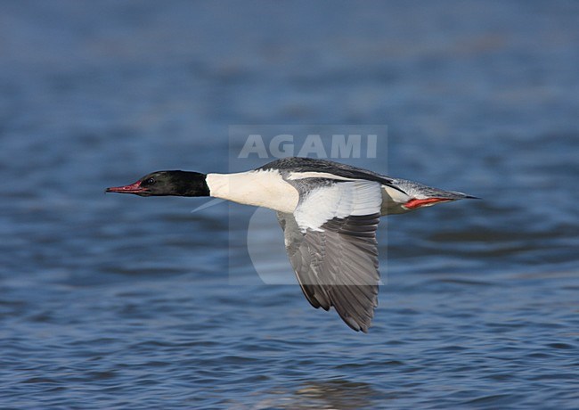 Mannetje Grote Zaagbek vliegt laag boven water; Male Goosander flying low above water stock-image by Agami/Ran Schols,